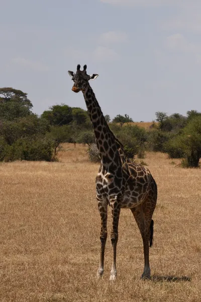 DSC_3538 (Large).JPG